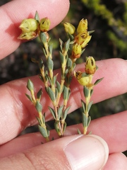 Stylapterus fruticulosus