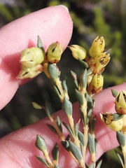 Stylapterus fruticulosus