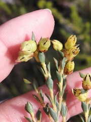 Stylapterus fruticulosus