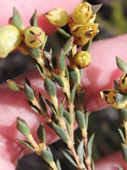 Stylapterus fruticulosus