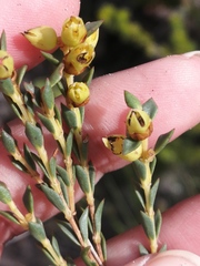 Stylapterus fruticulosus