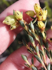 Stylapterus fruticulosus