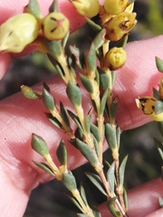 Stylapterus fruticulosus