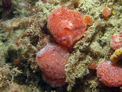 Aplidium elegans