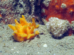 Polymastia boletiformis