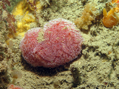 Aplidium elegans
