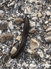 Acanthoiulus cassinensis