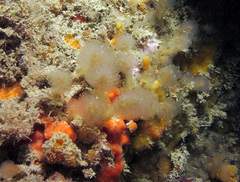 Aplidium punctum