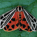Virgin Tiger Moth - Photo (c) Seabrooke Leckie, some rights reserved (CC BY-NC-ND)