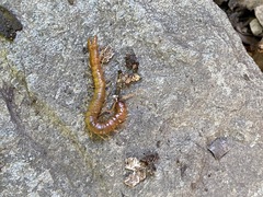 Theatops erythrocephalus