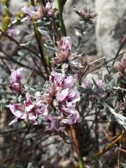 Amphithalea ericifolia ericifolia