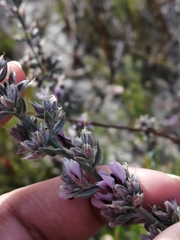Amphithalea ericifolia ericifolia