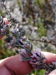 Amphithalea ericifolia ericifolia