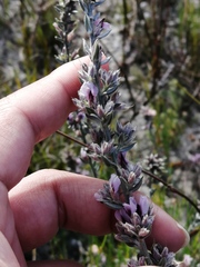 Amphithalea ericifolia ericifolia