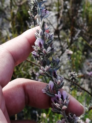 Amphithalea ericifolia ericifolia