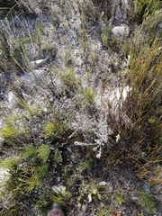 Amphithalea ericifolia ericifolia