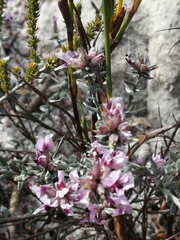 Amphithalea ericifolia ericifolia