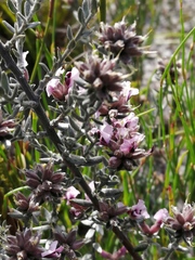 Amphithalea ericifolia ericifolia