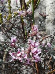Amphithalea ericifolia ericifolia