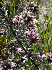 Amphithalea ericifolia ericifolia