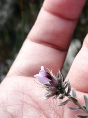 Amphithalea ericifolia ericifolia