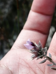 Amphithalea ericifolia ericifolia