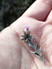 Amphithalea ericifolia ericifolia