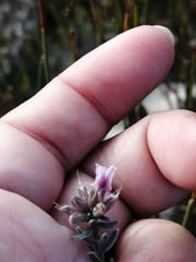 Amphithalea ericifolia ericifolia