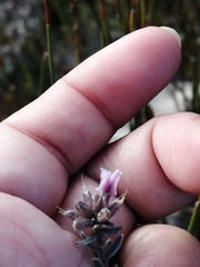 Amphithalea ericifolia ericifolia