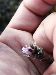 Amphithalea ericifolia ericifolia