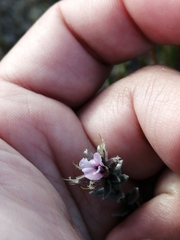Amphithalea ericifolia ericifolia