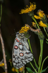 Parnassius nomion