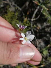 Nemesia psammophila