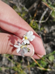 Nemesia psammophila