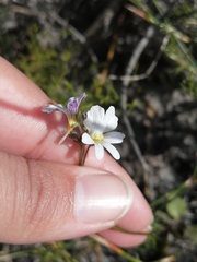 Nemesia psammophila