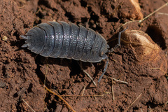 Porcellio flavocinctus