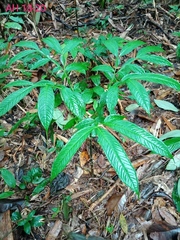 Amorphophallus hewittii