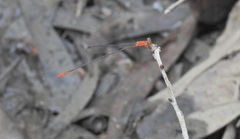 Teinobasis rufithorax
