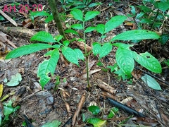 Amorphophallus hewittii