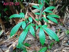 Amorphophallus hewittii