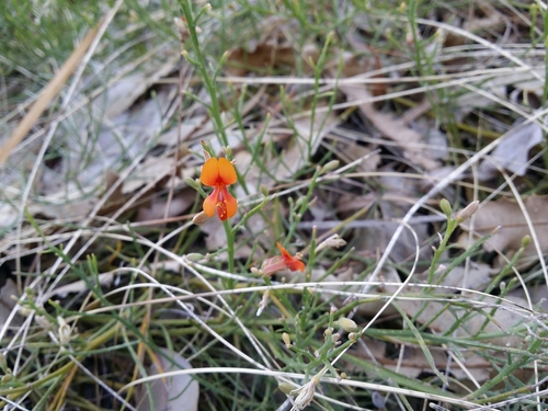 Image of Jacksonia sericea by (c) Helium Luo, some rights reserved (CC BY)
