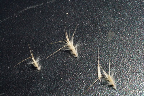 Image of Rytidosperma erianthum by (c) Ben Fisher, some rights reserved (CC BY)