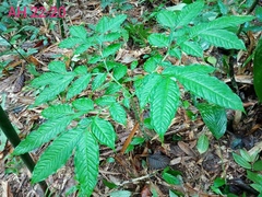 Amorphophallus hewittii