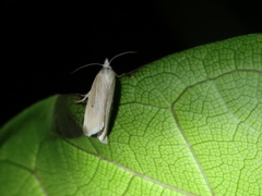 Calamotropha leptogrammellus
