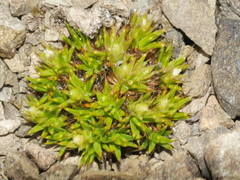 Colobanthus strictus