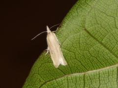 Calamotropha leptogrammellus