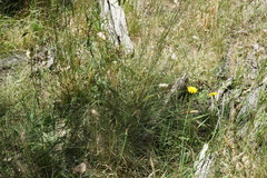 Poa morrisii