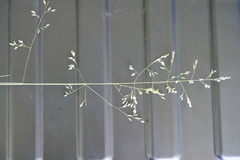 Poa morrisii