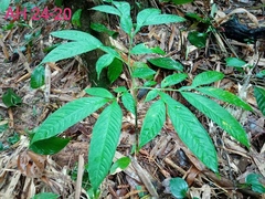 Amorphophallus hewittii