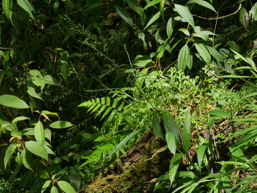Image of Lophatherum gracile by (c) Jacy Chen, some rights reserved (CC BY)
